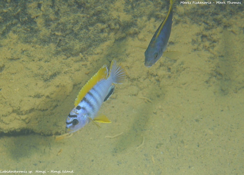 Labidochromis sp. 'hongi' Hongi Island